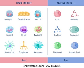 Adaptive immune system. Cells Innate immunity Complement protein, Anatomical division diagram with lymphoid cell, medical vector illustration. Immunity infection organism, adaptation microscopic