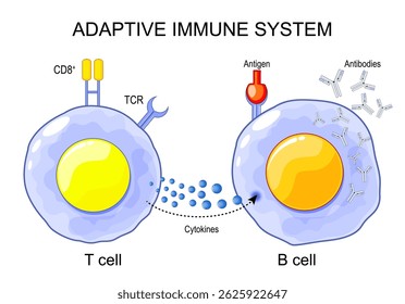 Adaptive immune system. Structure and Anatomy of T-cell and B-cell. Immunological memory. Lymphocytes of Cell-mediated immunity. Vector illustration. Medical poster. Schematic diagram