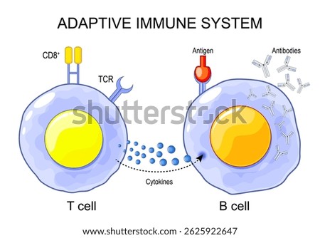 Adaptive immune system. Structure and Anatomy of T-cell and B-cell. Immunological memory. Lymphocytes of Cell-mediated immunity. Vector illustration. Medical poster. Schematic diagram