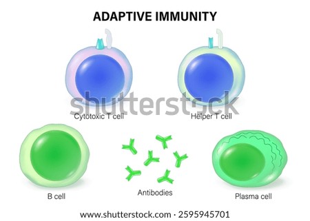 Adaptive immunity. The Immune System. Immune response. Cytotoxic T cell, Helper T cell, B cell, antibodies and plasma cell.