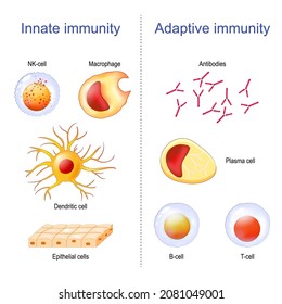 Adaptive Immunity: T-cell, Antibodies, Plasma Cell And B-cell. Innate Immunity: Macrophage, Dendritic, Epithelial, And NK Cells. Immunology Infographic. Vector Illustration