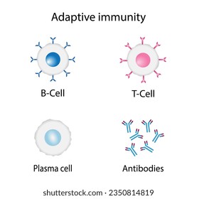 Adaptive immunity: T-cell, b-cell, Antibodies, Plasma cell. Vector Illustration