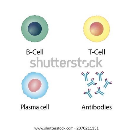 Adaptive immunity: T-cell, b-cell, Antibodies, Plasma cell. Vector Illustration