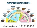Adaptive radiation vector illustration. Labeled birds diet evolution diagram. Darwin
