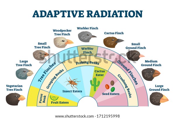 Adaptive radiation vector illustration. Labeled\
birds diet evolution diagram. Darwin\'s finch scheme explanation\
with wildlife food sources and beak styles. Biology process\
educational handout\
graphic.