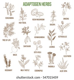 Adaptogen herbs. Hand drawn vector set of medicinal plants
