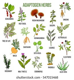 Adaptogen herbs. Hand drawn vector set of medicinal plants