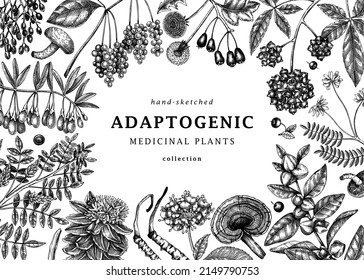 Adaptogenic plants background. Hand-sketched medicinal herbs, weeds, berries, leaves frame design. Perfect for brands, labels, and packaging. Hand sketched adaptogens outlines. Botanical illustrations