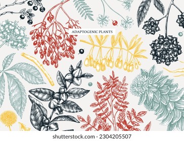 Adaptogenic plants background in sketch style. Sketched medicinal herbs, weeds, berries, leaves banner design. Perfect for brands, labels, packaging. Botanical illustrations in color