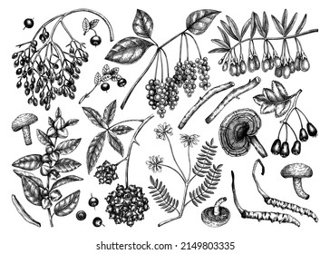 Illustrationen von Adaptogenen Pflanzen Handgezeichnete Heilbeeren, Unkraut, Kräuter-Set. Perfekt für Etiketten, Banner, s oder Verpackungen. Vektorgrafiken umreißen. Botanische Elemente im Vintage-Stil.