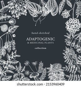 Plantas adaptogénicas marco cuadrado en una pizarra. Hierbas medicinales esbozadas a mano, hierbas, diseño de cartas de bayas. Perfecto para invitación, etiqueta, embalaje. Adaptogens ilustración botánica en estilo retro