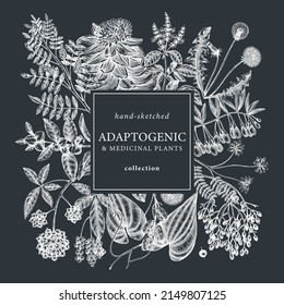 Plantas adaptogénicas cuadradas en pizarra. Hierbas medicinales esbozadas a mano, maleza, bayas, diseño de marco de hojas. Perfecto para marcas, etiquetas y empaques. Esquemas de plantas de adaptación dibujados a mano.