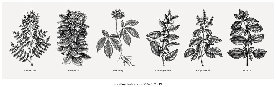 Adaptogens sketches collection. Hand-sketched botanical illustrations set. For recipe, menu, label, and packaging. Vector medicinal and adaptogenic plants, herbs, berry hand-drawings in vintage style