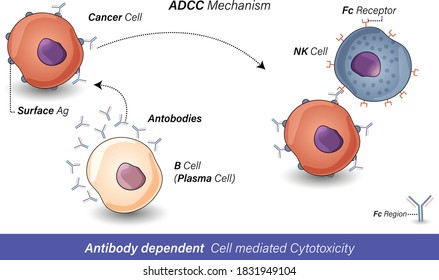 ADCC, Antibody dependent cell mediated cytotoxicity: B cell releases Antibodies which antigens of cancer cells, Antibodies recognized by Fc receptor of NK cells and leads to cancer cell death vector