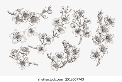 Add a touch of classic elegance to your projects with this vintage-inspired set of realistic cherry blossom illustrations. Each design showcases the timeless beauty of cherry blossoms