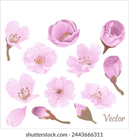 Add a touch of spring with these cute watercolor cherry blossoms! Perfect for invitations, cards, and more.