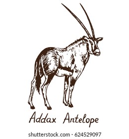 Addax Antelope (white antelope or the screwhorn antelope) standing, hand drawn doodle, sketch in pop art style, vector illustration