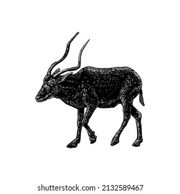 ilustración vectorial del dibujo de mano de addax aislada en fondo blanco