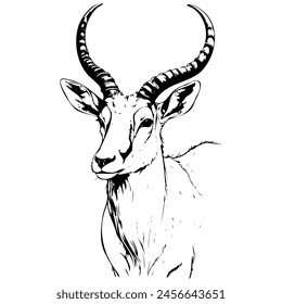 Addax portrait sketches hand drawn animal illustration, transparent background