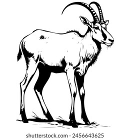 Addax standing sideways monochrome outline drawing, realistic tattoo painting on transparent background
