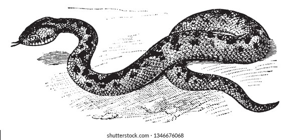 Adder is a venomous snake that is extremely widespread and can be found throughout most of Western Europe, vintage line drawing or engraving illustration.