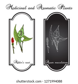 Adder's root (Arum maculatum), medicinal plant. Hand drawn botanical vector illustration