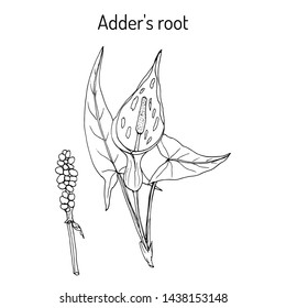 Adder's root (Arum maculatum), medicinal plant. Hand drawn botanical vector illustration