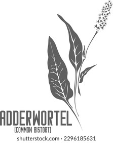 Adderwortel vector silhouette. Polygonum bistorta medicinal herb outline. Set of bistorte leaves and flowers in Line for medicine vector image. Contour drawing of Common Bistort healing flower