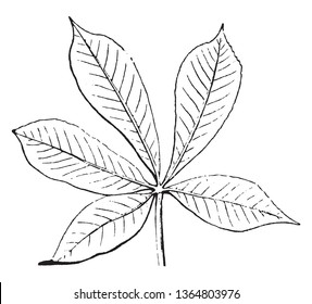 Adding to the stem has leaves. And the vein, midrib, samll neteed vein above leaf are visible, vintage line drawing or engraving illustration.