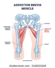 Adductor brevis muscle with hips and leg skeletal system outline diagram. Labeled educational scheme with medical magnus and gracilis muscular location and ischium or femur bones vector illustration.