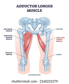 Adductor longus muscle location with hips and leg, ischium and femur, bones outline diagram. Labeled educational medical scheme with pectineus, magnus and gracilis muscular system vector illustration.