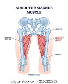 Músculo del magnus del inductor con diagrama esquelético de iscio y fémur. Sistema muscular grfacis educativo marcado a partir de la ilustración vectorial anterior. Cepas de cuerpo humano y estructura interior de piernas.