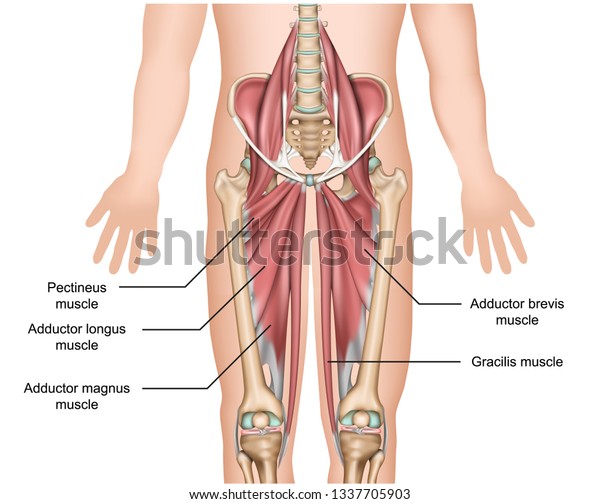 白い背景に内転筋解剖学3d医療ベクターイラスト のベクター画像素材 ロイヤリティフリー