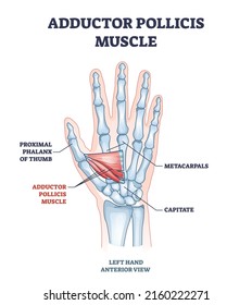 Músculo del polilicis del inductor con esquema esquelético de mano o palma. Esquema educativo etiquetado con falange proximal de pulgar, metacarpales y ilustración vectorial de huesos capitados. Rayo de brazo.