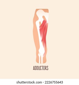 Adductors muscle  anatomy vector illustration.