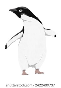 Adelie Penguin. Birds of the South Pole. Realistic vector animal