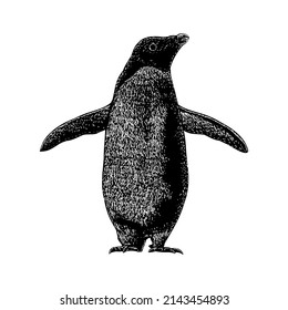 adelie penguin illustration isolated on white background