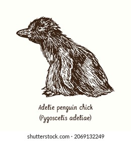 Adelie penguin (Pygoscelis adeliae) chick standing side view. Ink black and white doodle drawing in woodcut style.