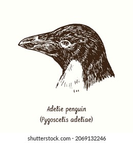 Adelie penguin (Pygoscelis adeliae) face portrait side view. Ink black and white doodle drawing in woodcut style.