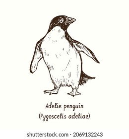 Adelie penguin (Pygoscelis adeliae) standing front view. Ink black and white doodle drawing in woodcut style.