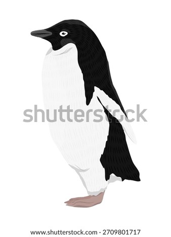 Adelie Penguin side view. Birds of the South Pole. Realistic vector animal