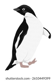 Adelie Penguin standing and looking over her shoulder. Birds of the South Pole. Realistic vector animal