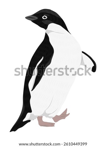 Adelie Penguin standing and looking over her shoulder. Birds of the South Pole. Realistic vector animal
