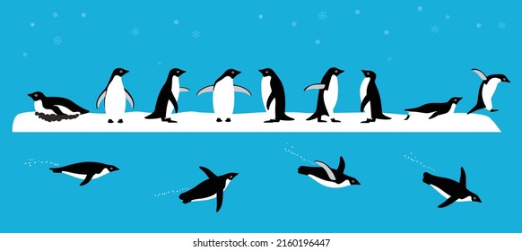 Adelie Penguin standing on the ground, slipping on the ice, swimming on the sea