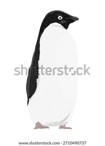 Adelie penguin standing, side view. Realistic vector animal.