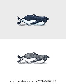 Adelie penguin tobogganing on snow. Chinstrap Gentoo bird swimming or Diving. Vector graphics black and white drawing. Hand drawn sketch. Cute animal.