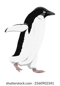 Adelie Penguin walks with wings spread. Birds of the South Pole. Realistic vector animal