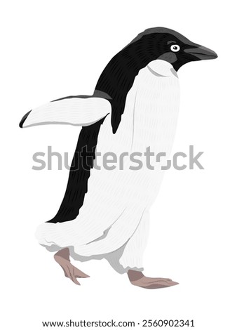 Adelie Penguin walks with wings spread. Birds of the South Pole. Realistic vector animal