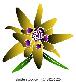 Adelweis flowers are beautiful and charming