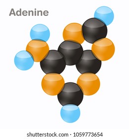 Adenine, A. Pyrimidine nucleobase molecule 3D vector illustration